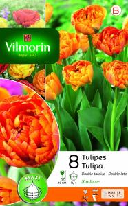 Tulipe Double Tardive Sunlover (x8)